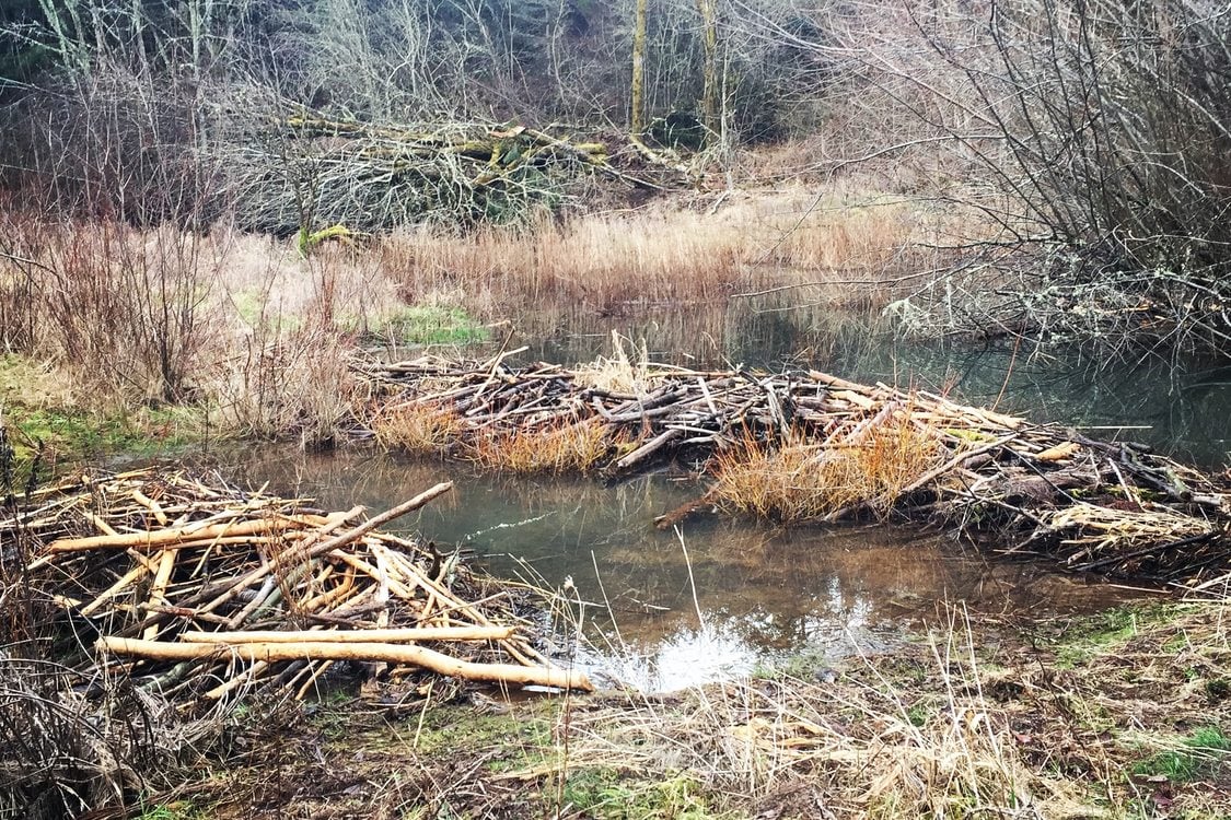 photo of beaver dam at Chehalem Ridge Natural Area