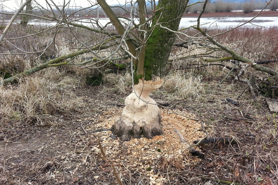 photo of beaver activity at Smith and Bybee Wetlands