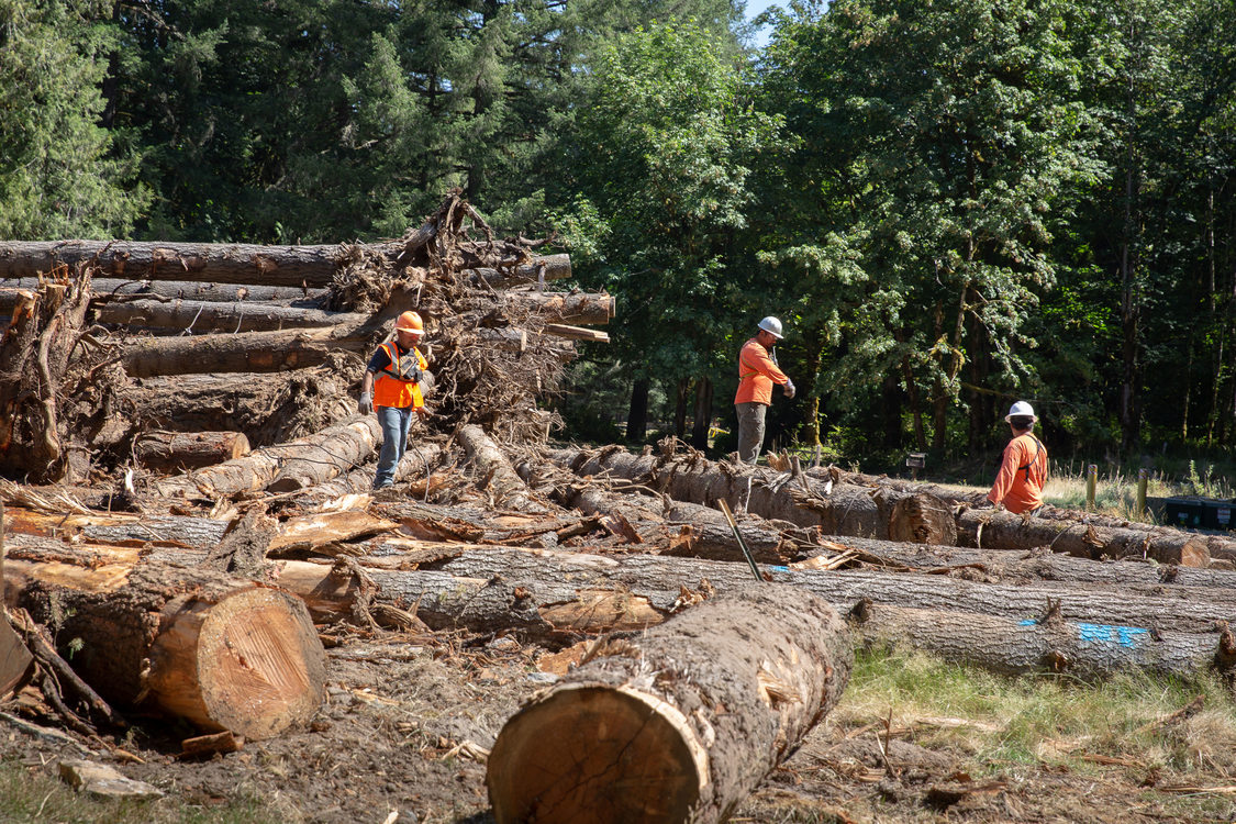 Construction workers attach large logs to cables so they can be moved by helicopter