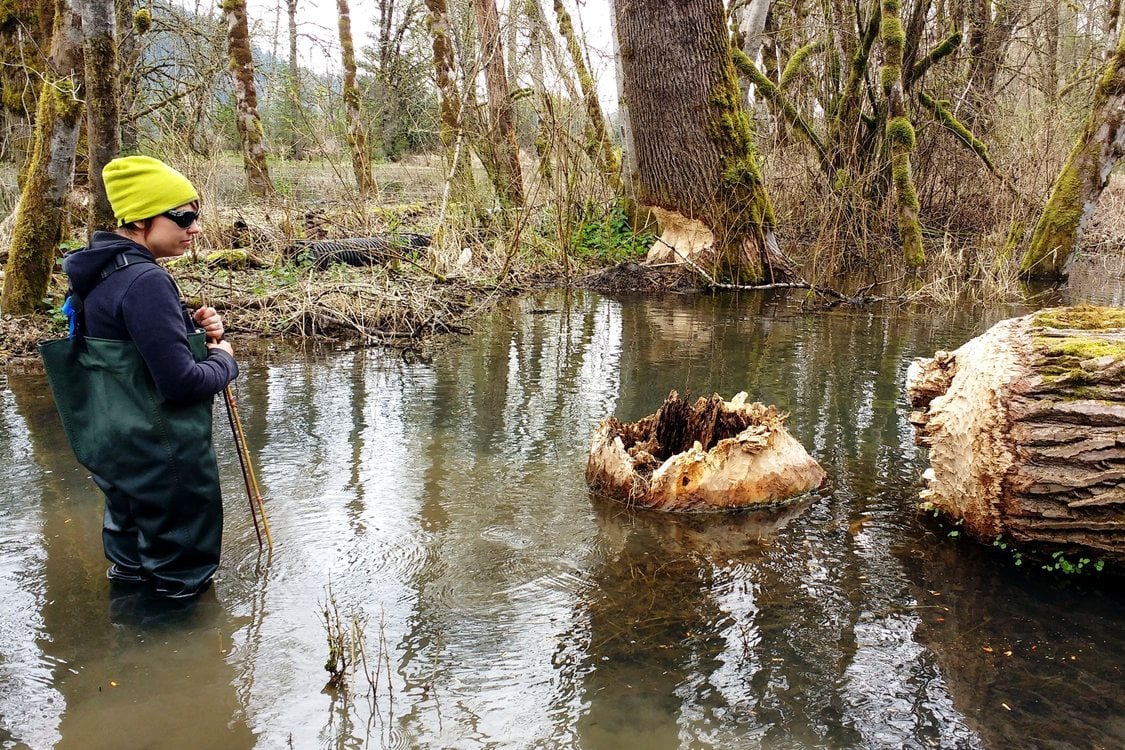 photo of large tree that beaver chewed through at Richardson Creek Natural Area