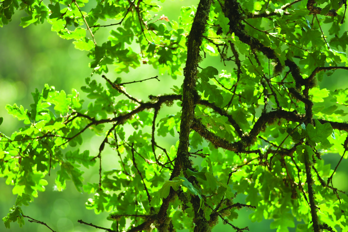 photo of white oak tree