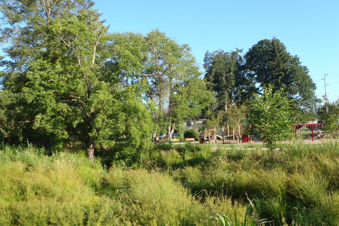 Photo of trees and wetlands in park