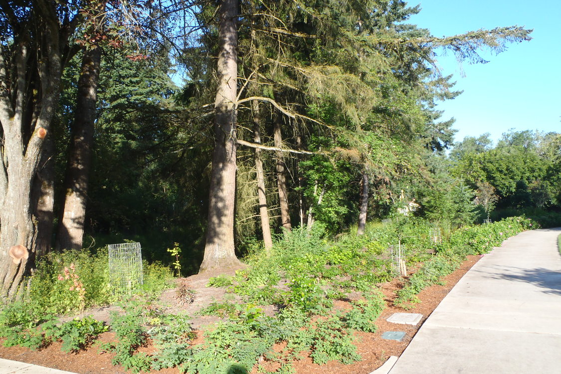 Photo of trees and walking path in park