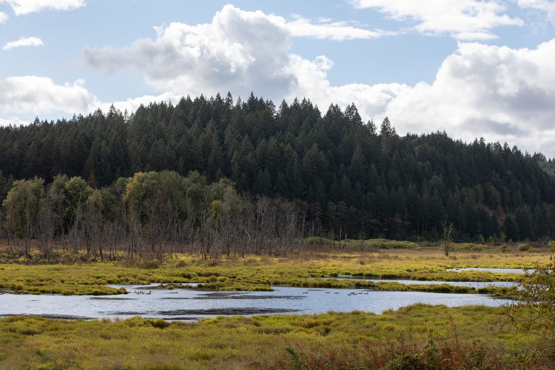 A view of Killin Wetlands.