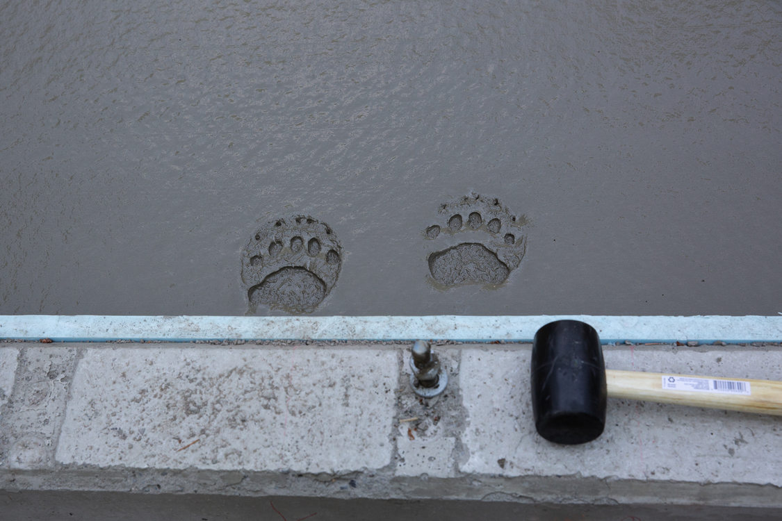 animal tracks imprinted in concrete.