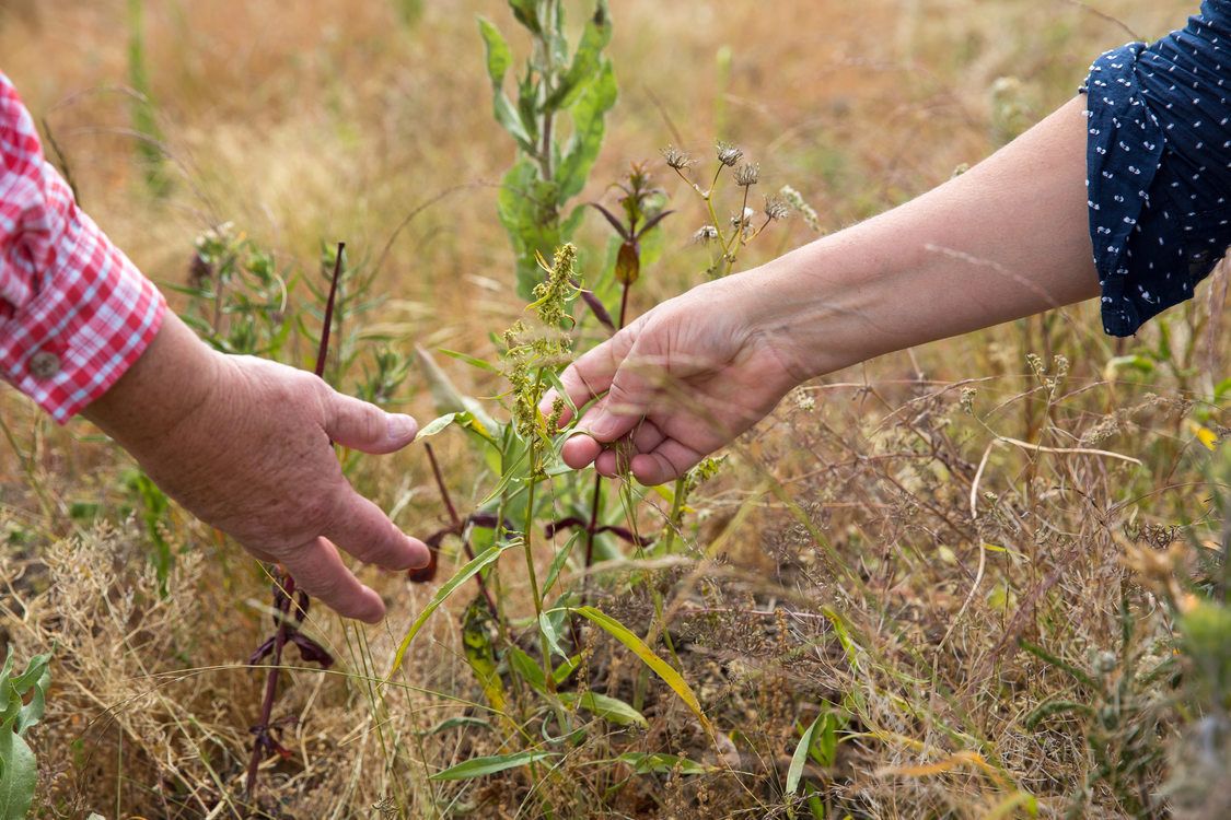 hands reaching out to touch plants in a prairie