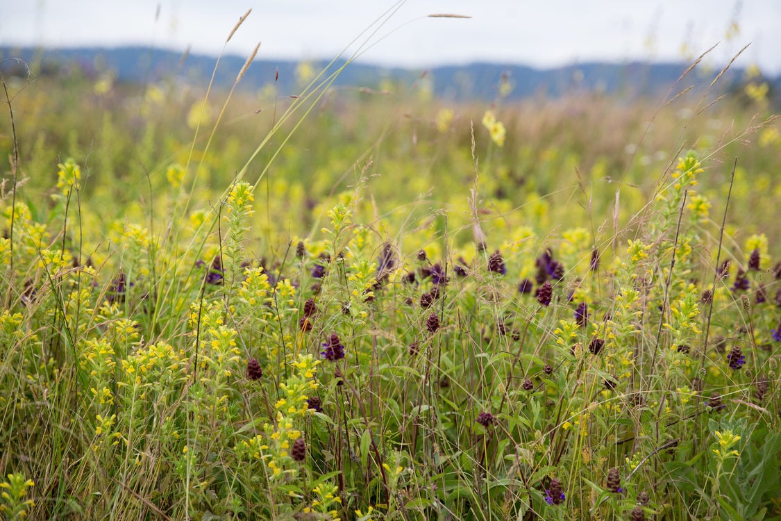 A field of yellow and purple wildflowers