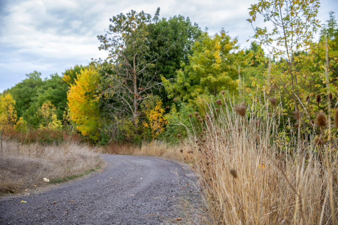 Fall colors seen along a service road around St. Johns Prairie