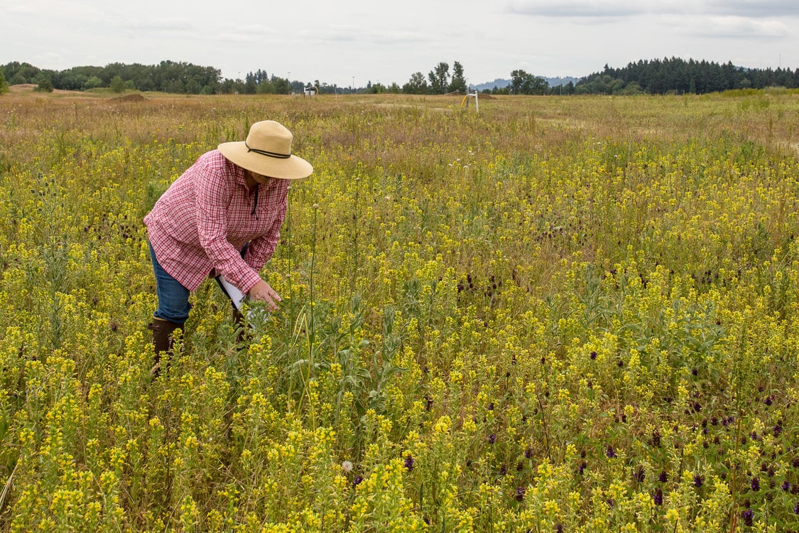 Elaine Stewart stands among wildflowers at St. Johns Prairie