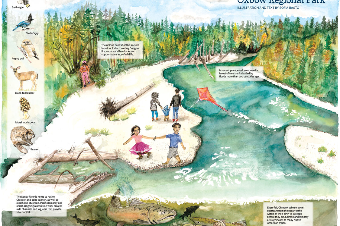 watercolor illustration of Oxbow Regional Park by Sofía Basto