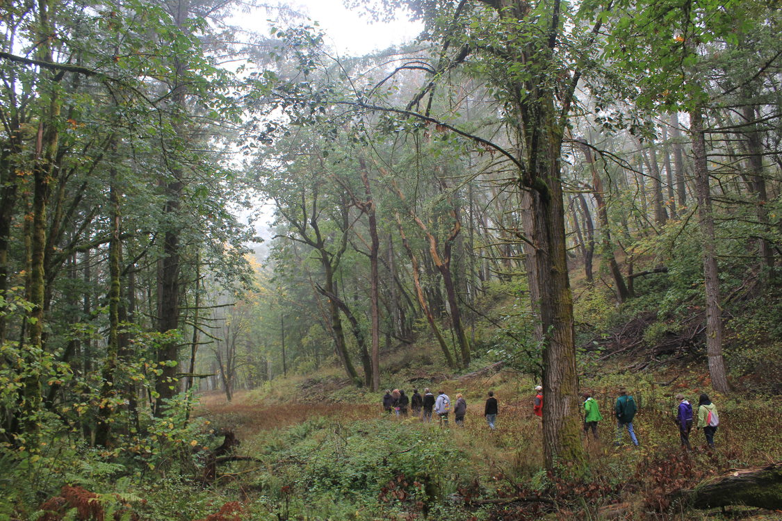 Central Cultural-led tour at Chehalem Ridge. A group of people is walking on a trail, surrounded by trees and other plant life.