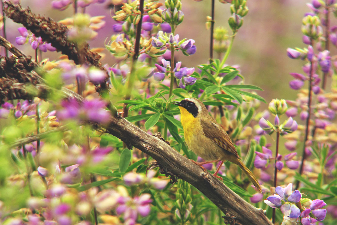 Common yellowthroat among Lupine plants. 