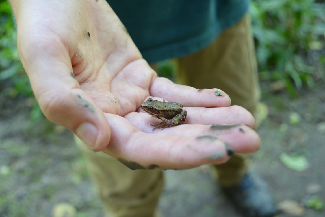 photo of frog in hand at Audubon Society of Portland nature sanctuary