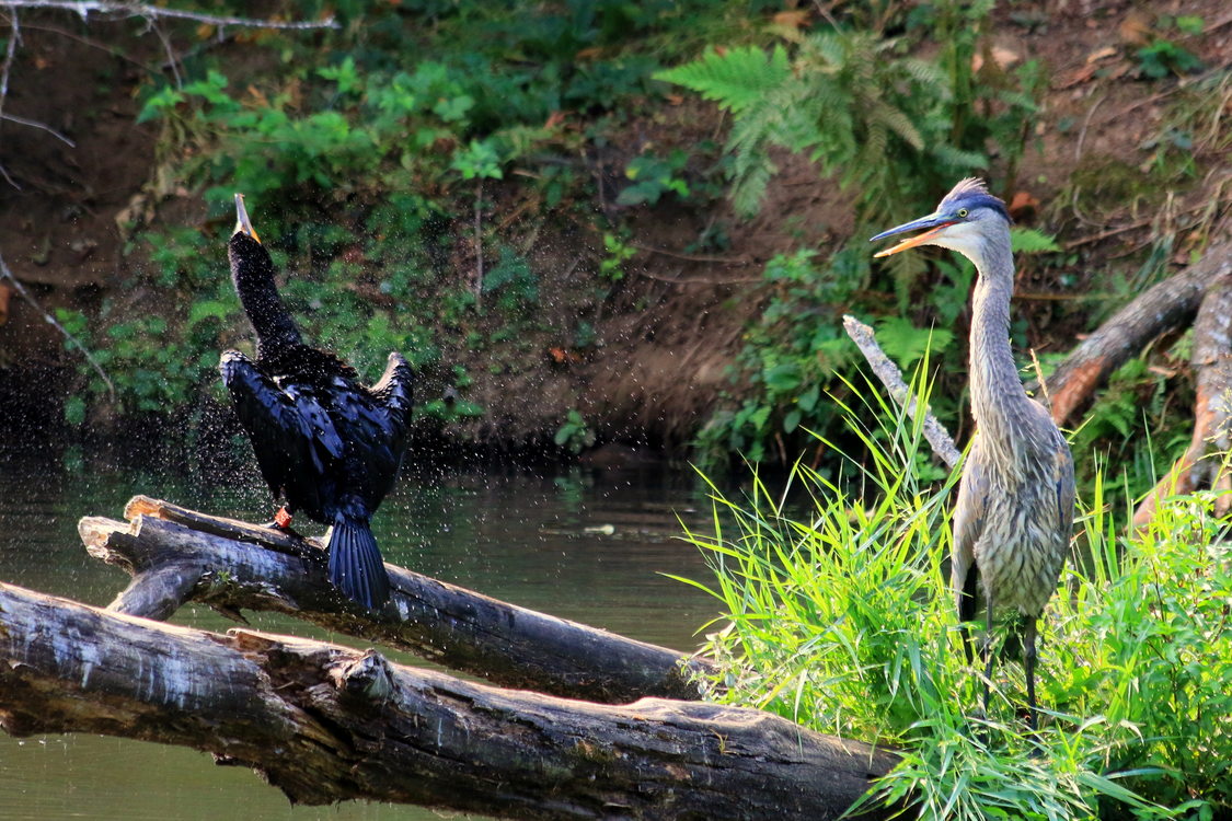 photo of cormorant and blue heron at Kelly Creek Pond