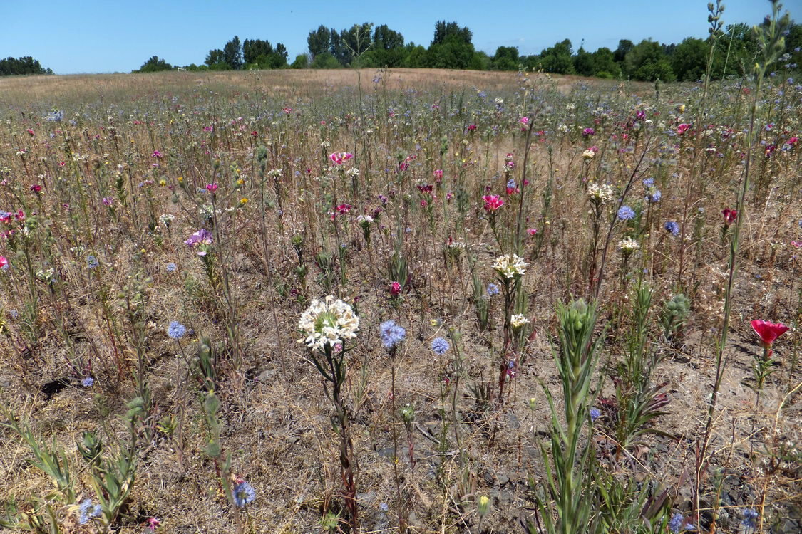 a view if blue sky over a field of native wild flowers