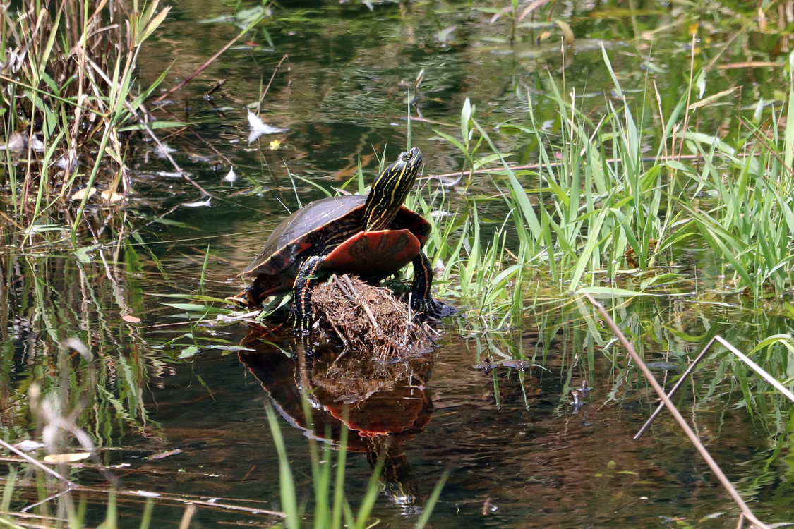 photo of turtle at Grant Butte Wetlands