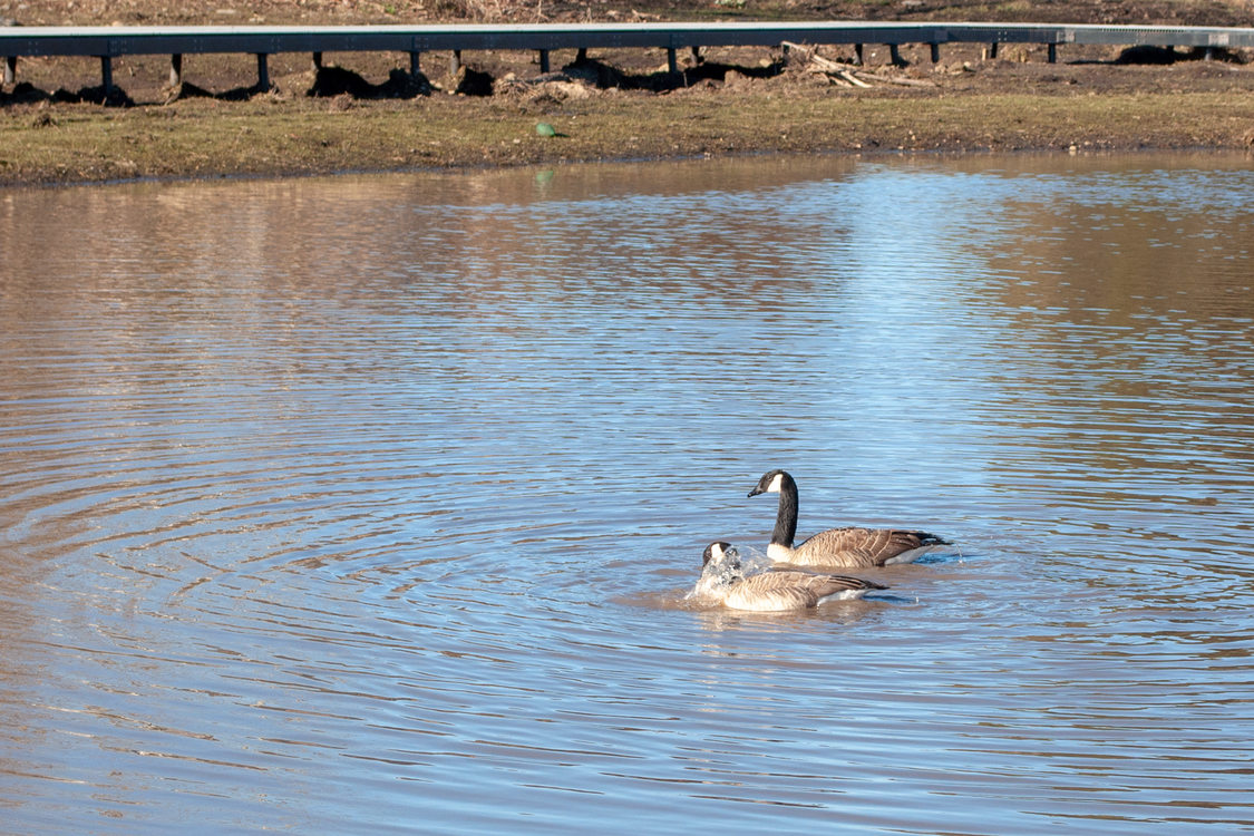 Two geese floating in the man made pond.