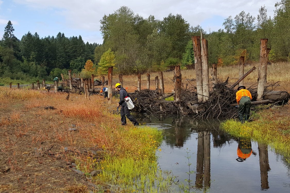 Crews installing willow stakes along Goose Creek at River Island on the Clackamas River.