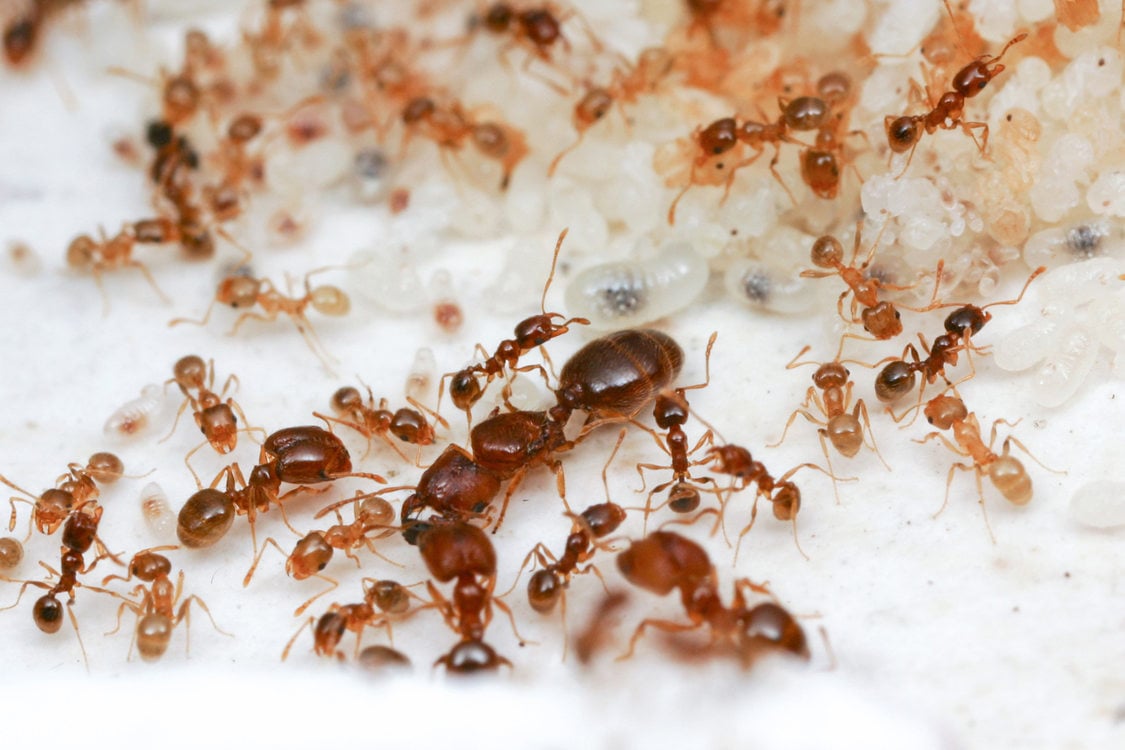 close up of ants with larvae