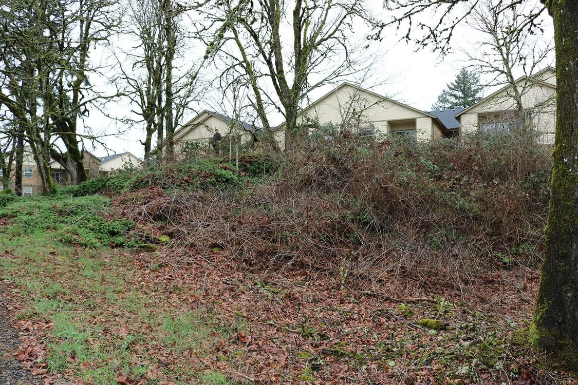 A hill scattered with leaves and grass towards the bottom has Himilayan Blackberry and more clogging the top and growing around a tree. Several houses and more trees are in the background.