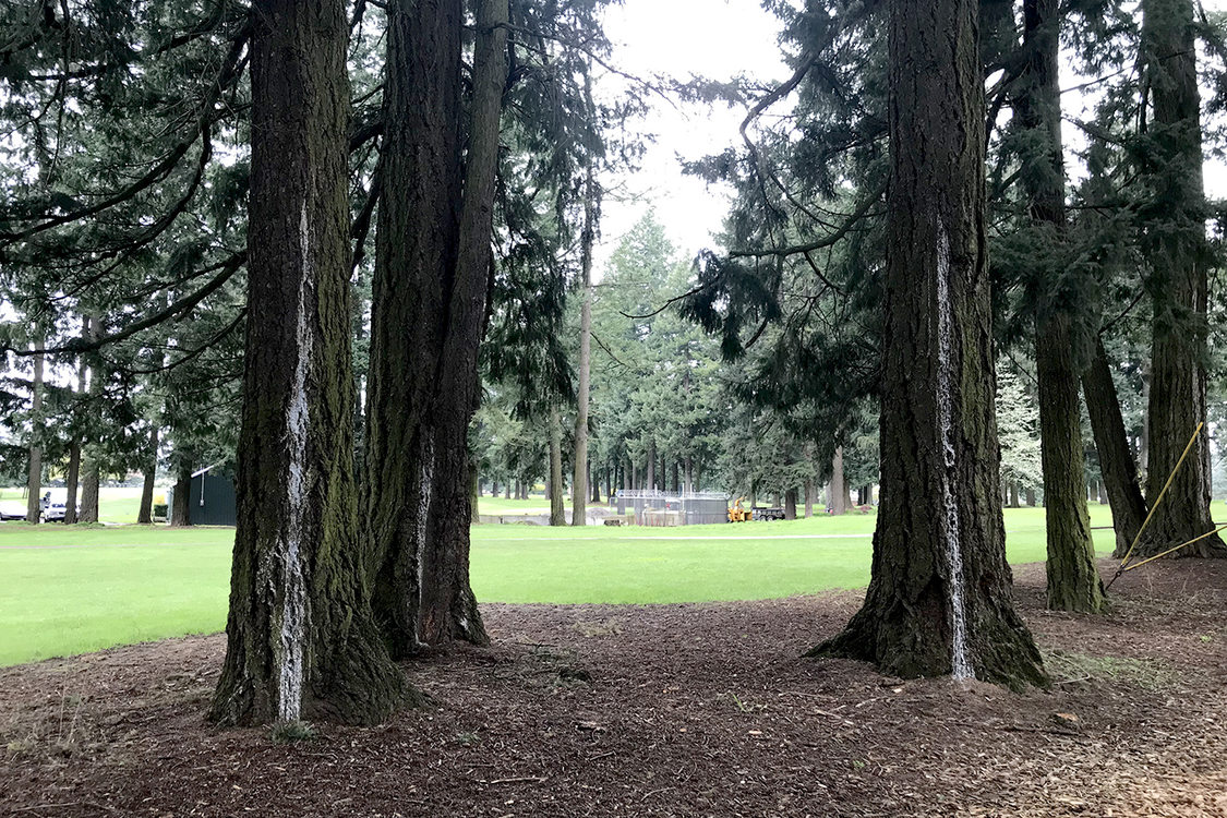 White sap runs down Douglas fir trees. The sap is likely caused by bark beetles.