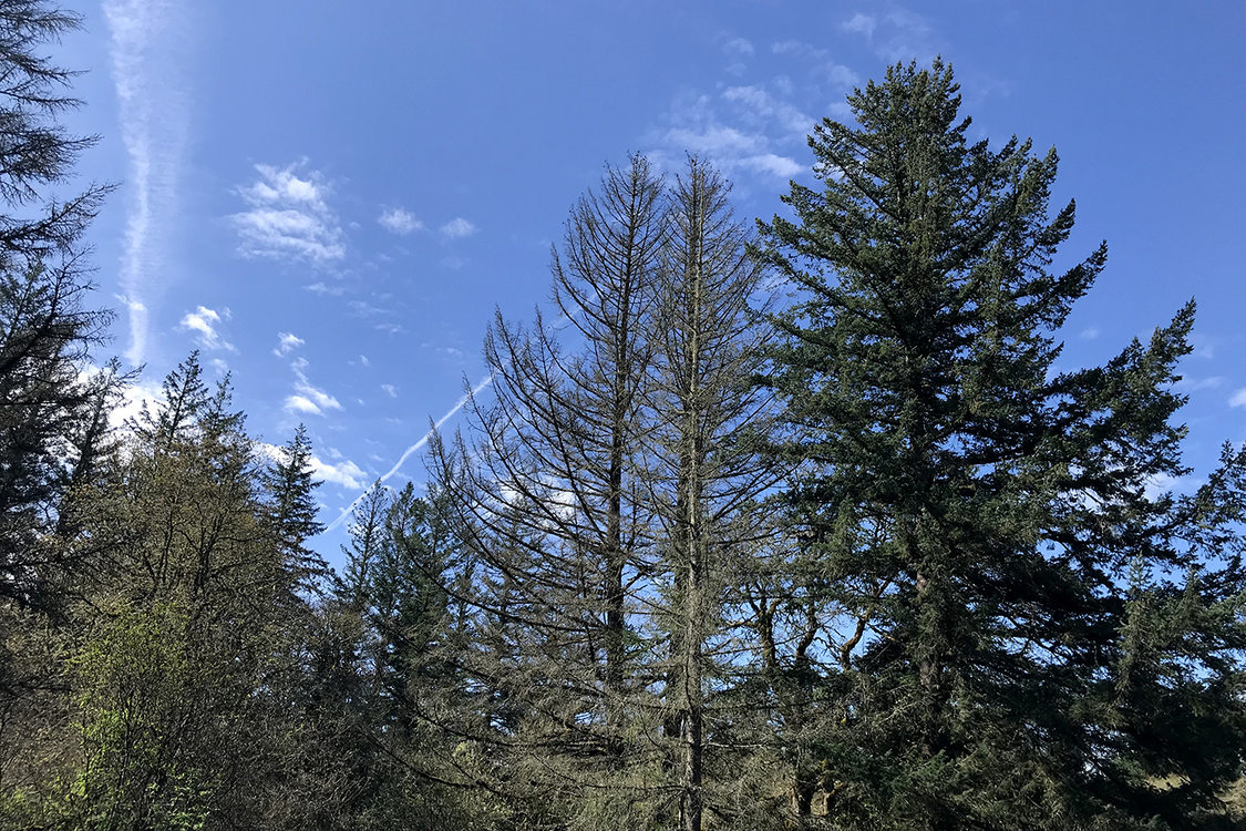 Dead Douglas fir trees by thriving Douglas firs at Tonquin Scablands.