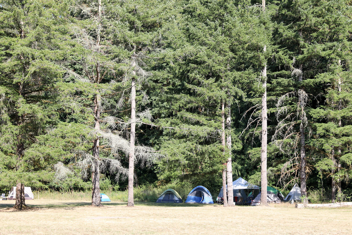 camp tents set up in the forest campground