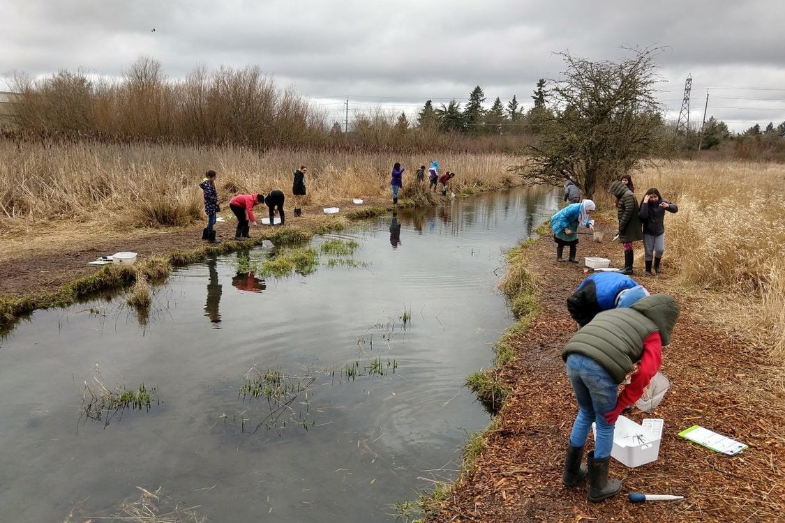 Around fifteen children are along either side of a creek with tall grasses and trees surrounding it. They are doing an activity that involves catching something from the creek in a net and then examining it in a container for identification.