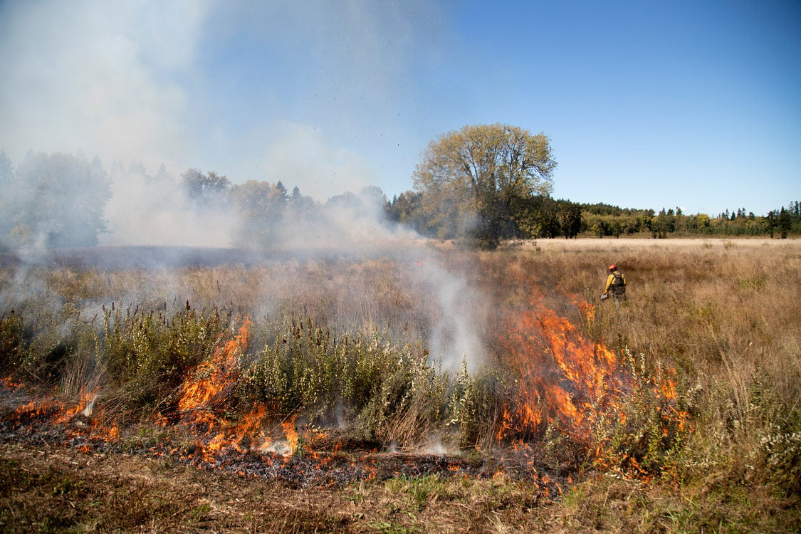 firefighter setting Quamash Prairie Natural Area on fire during a controlled burn Oct. 1, 2019