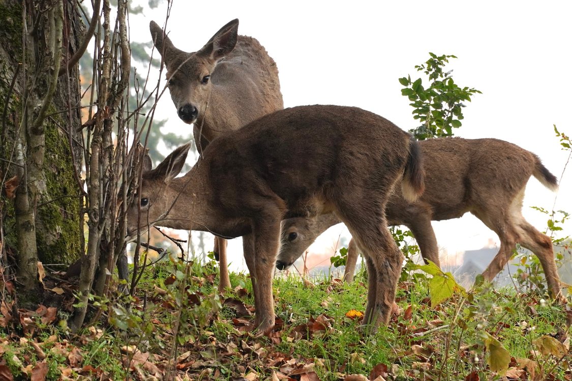 three deer by the tree