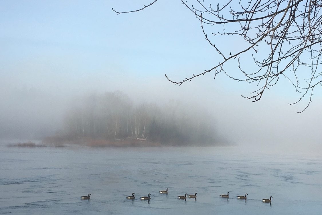 geese floating on river with trees in the background blurred by steam fog