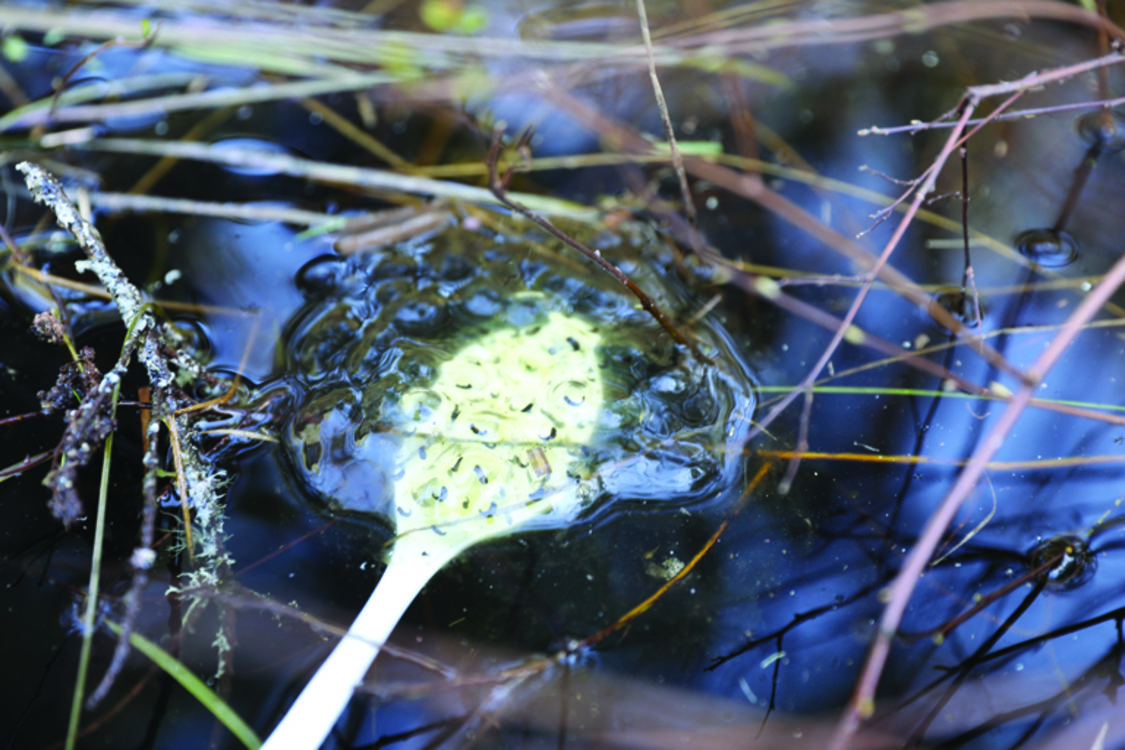 A white spoon gently lifts a jelly-like mass of amphibian eggs in a pond.