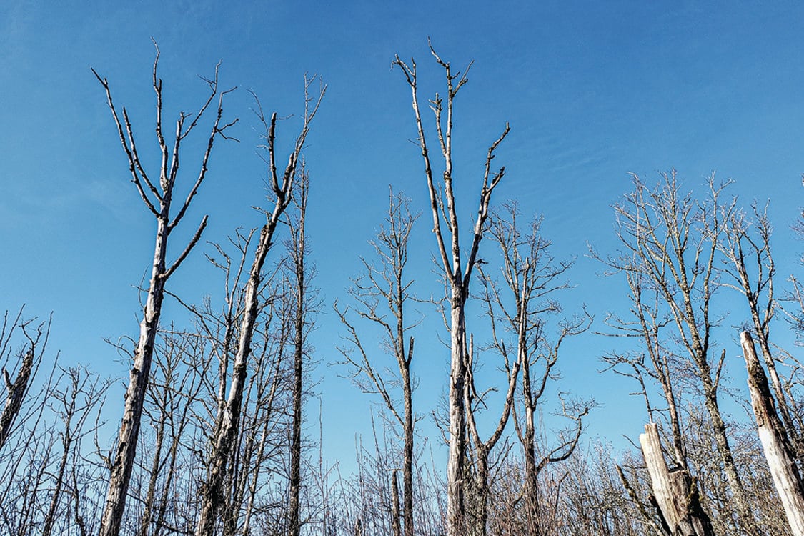 A stand of dead red alder trees reaches into a blue sky at Grant Butte in Gresham.