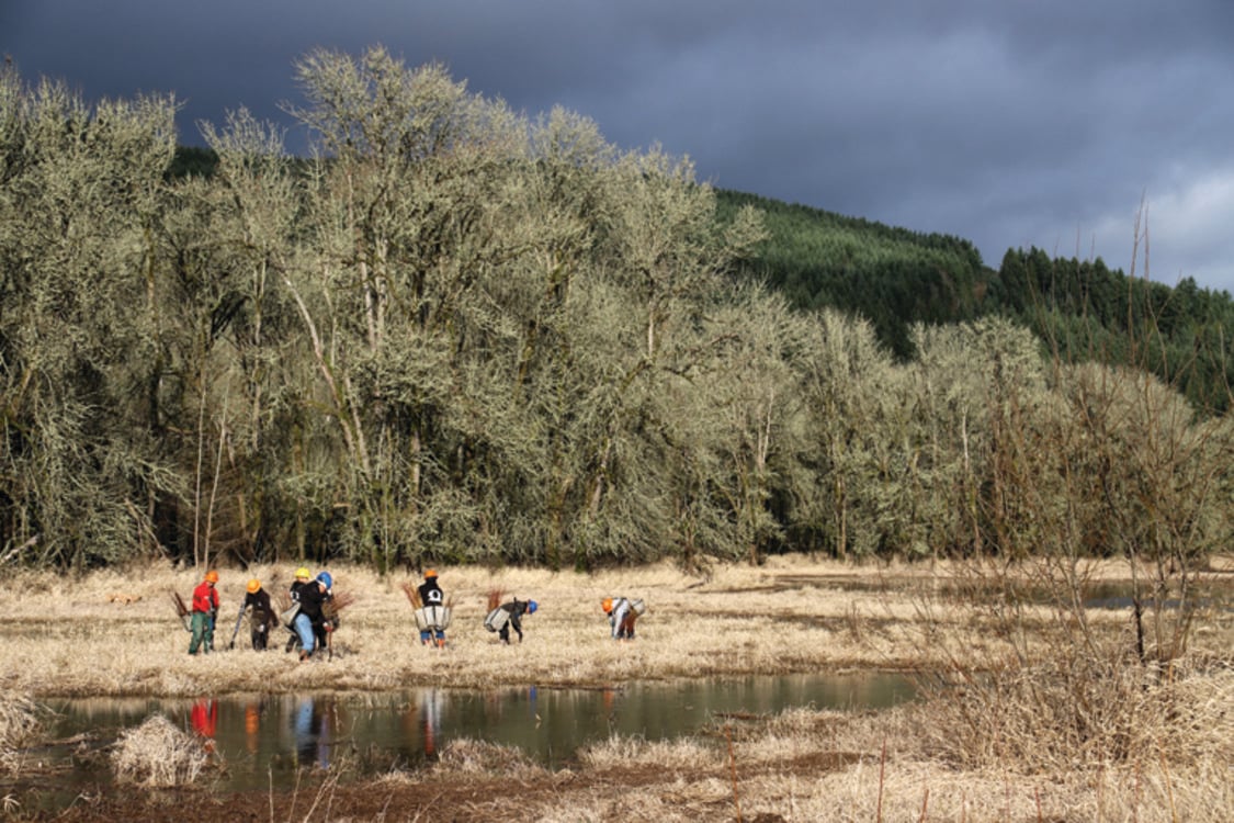 A restoration crew works in the shallow water of a wetland below a mountain covered in trees.