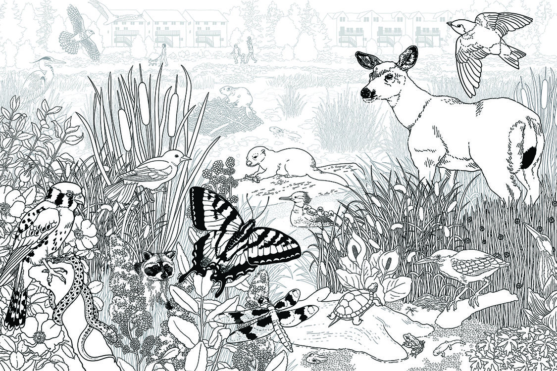 A coloring-book illustration of plants and animals in a wetland.
