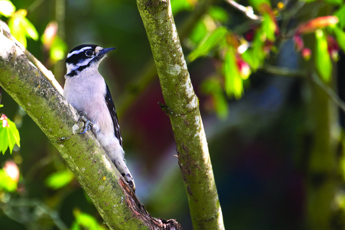 A downy woodpecker rests on a tree branch.