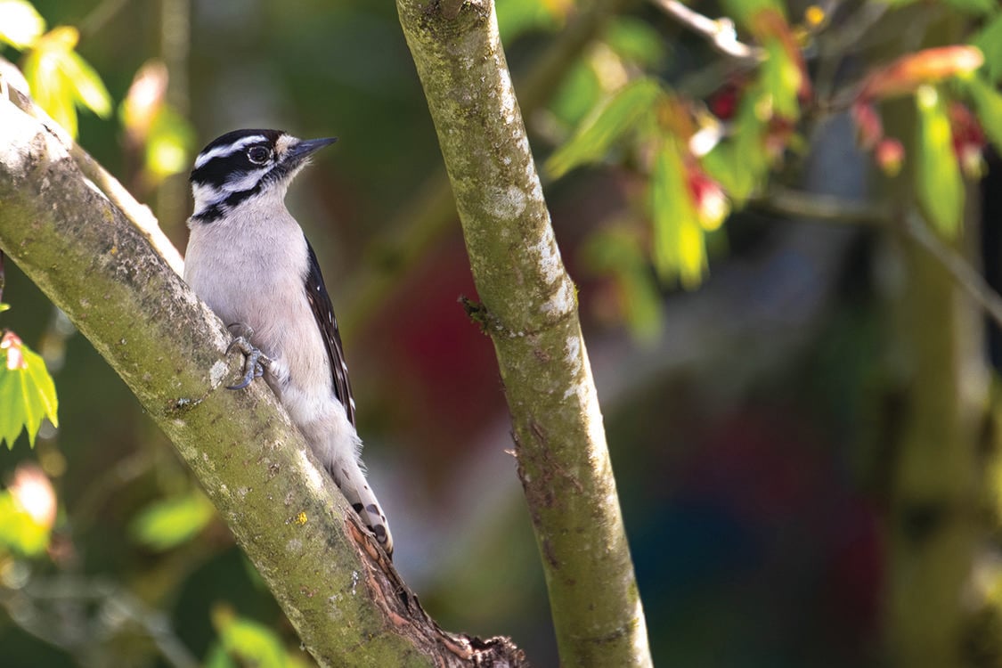 A downy woodpecker rests on a tree branch.