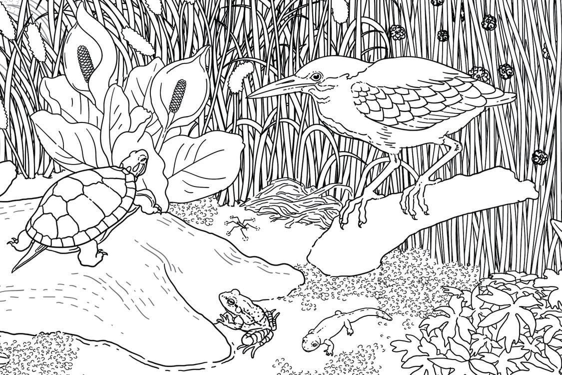 Close-up of coloring book illustration.