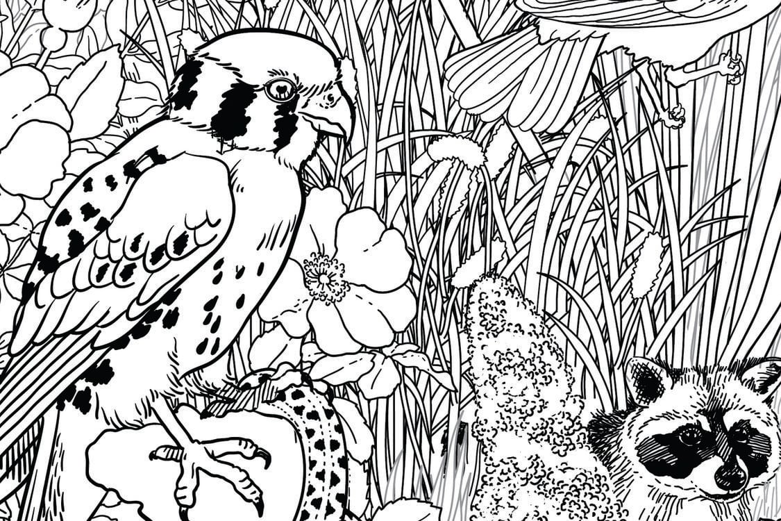 Close-up of coloring book illustration.