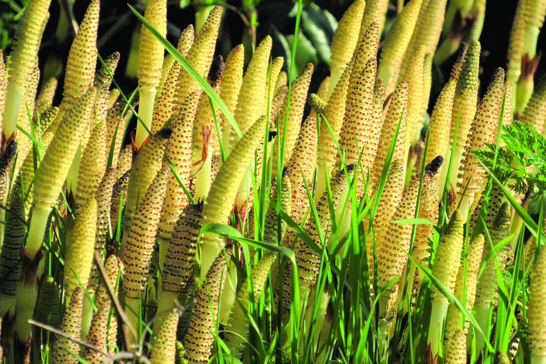 A patch of new yellow horsetails grows near a stream.