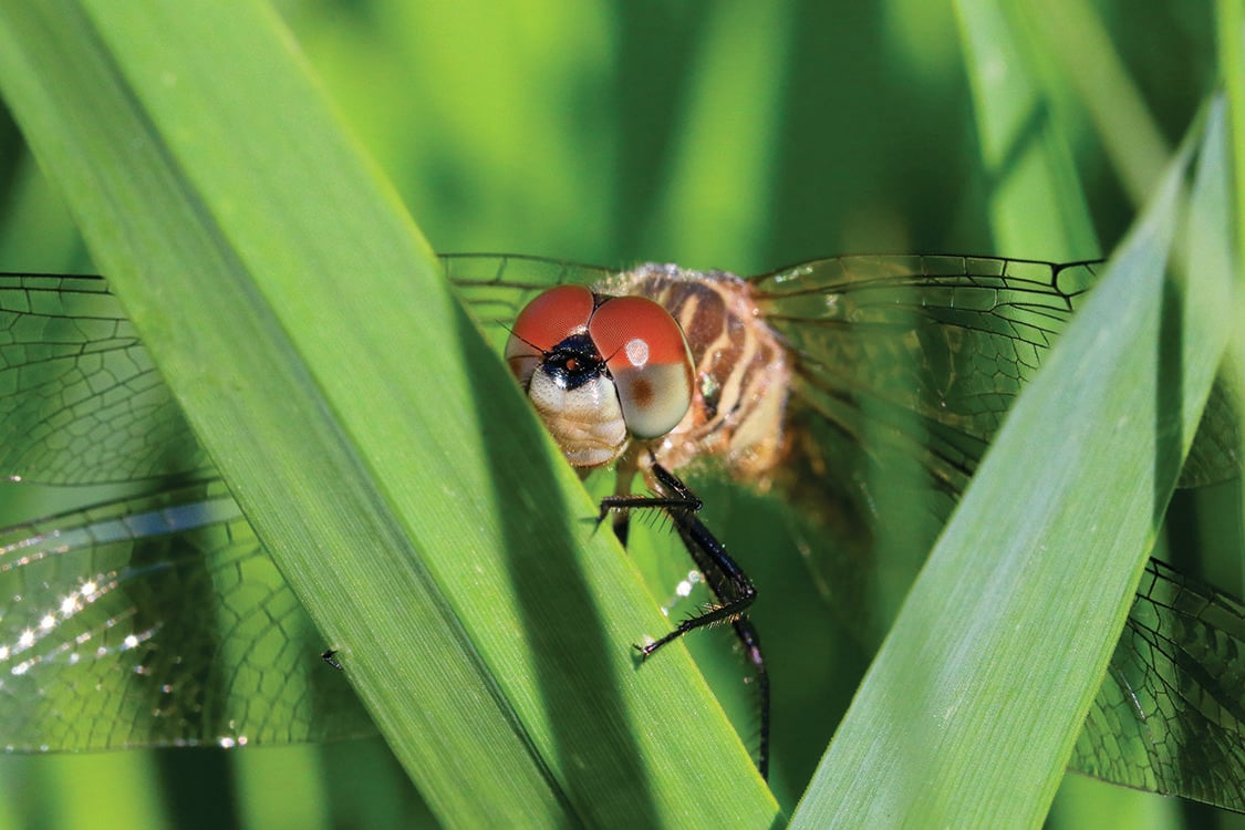 A dragonfly rests on a plant, it has big red eyes.