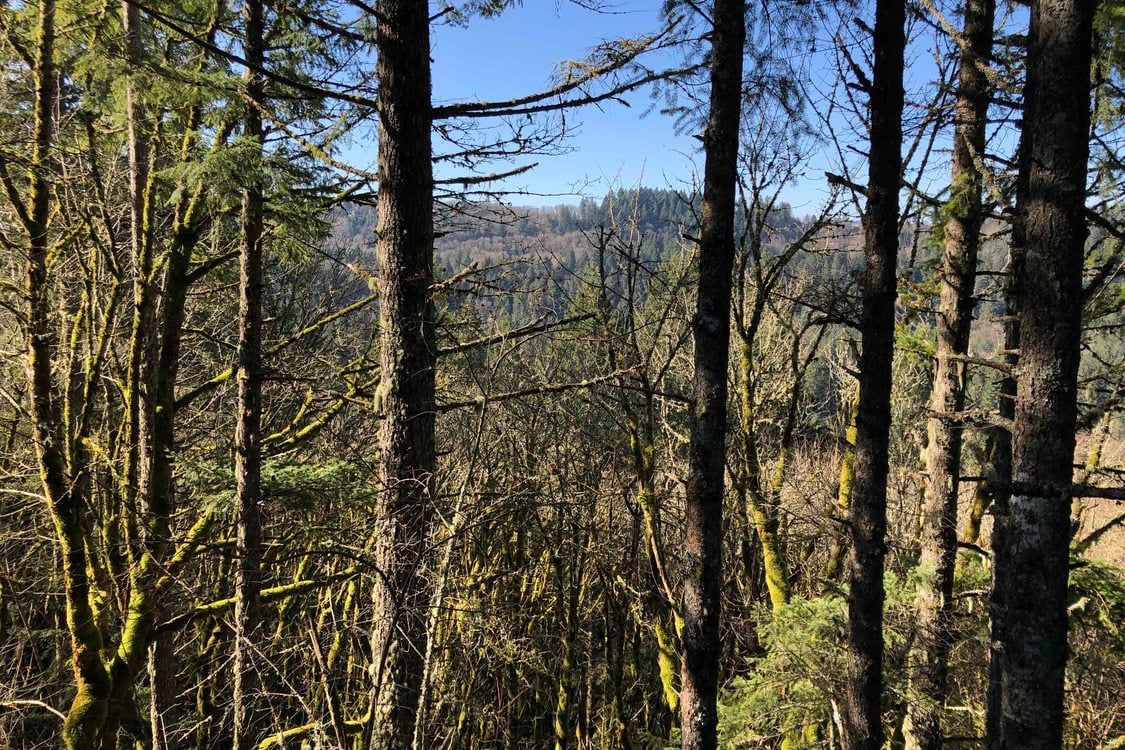 Tall trees against a hilly backdrop on a sunny day