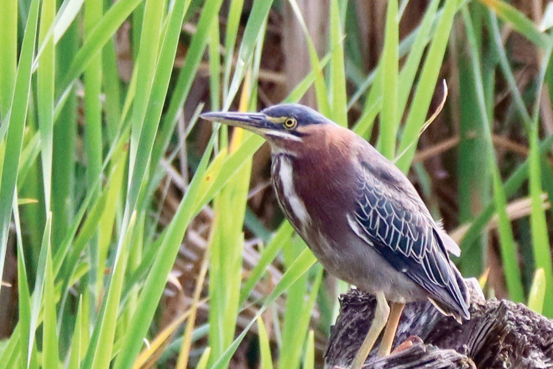 A green heron stands on a gnarly log in a wetland.