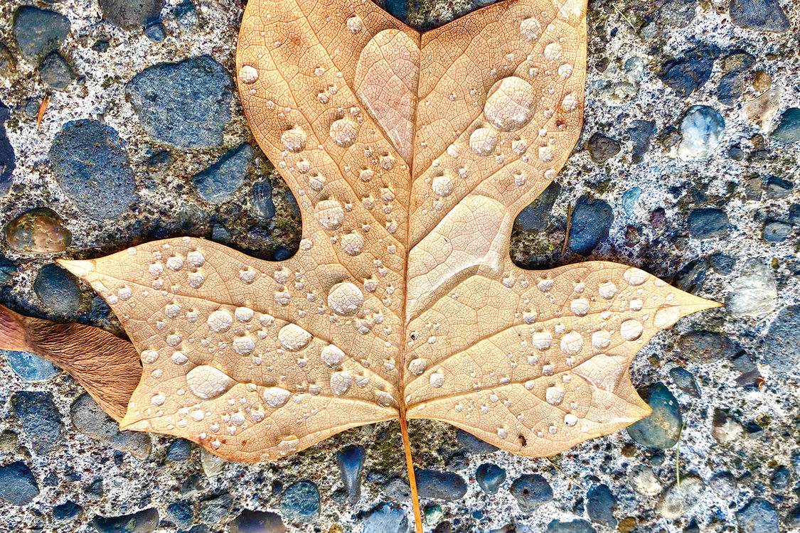 A large maple leaf covered in drops of water lies on a stony piece of concrete.