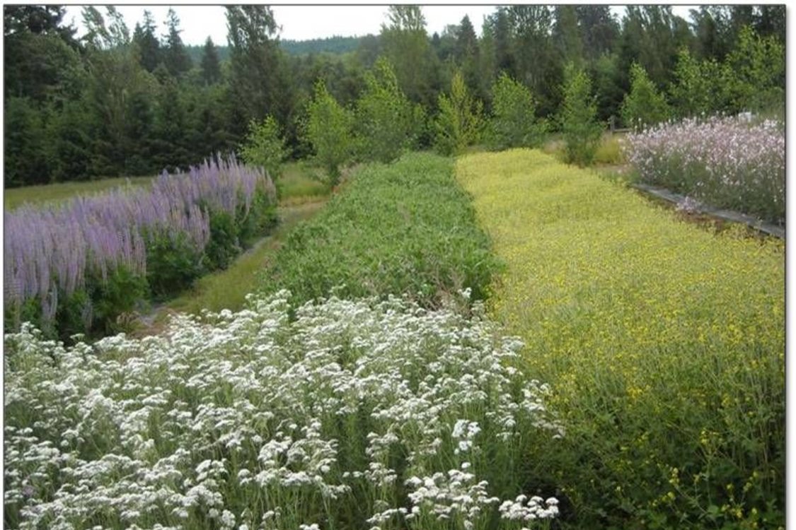 Beds of native plants in bloom at the Native Plant Center.