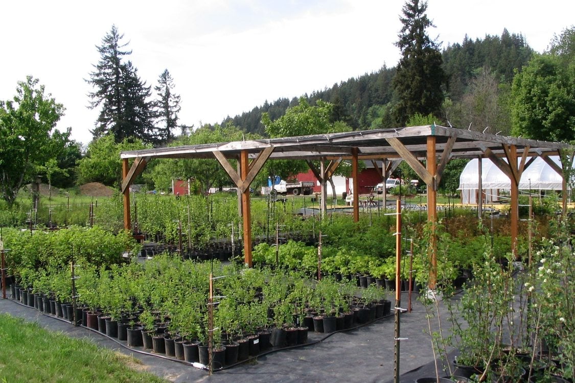 Native plants under and around the shade house.