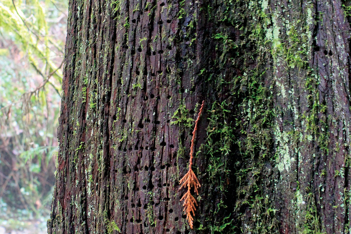 Tiny holes in neat rows cover the bark of a tree that is also covered in moss.