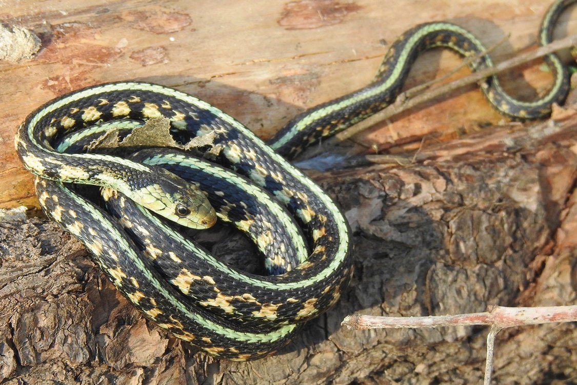 A green, black and orange garter snake curls up on a log.