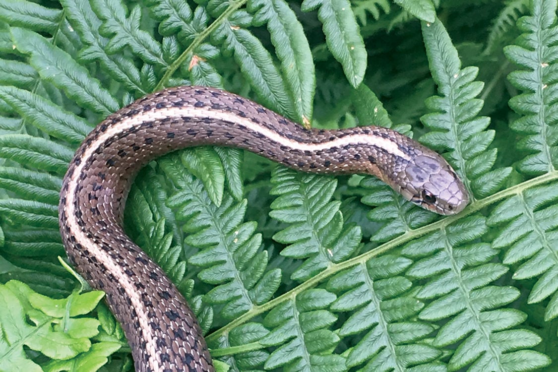 A brown and black snake with a white stripe on its back rests on the fronds of a fern.