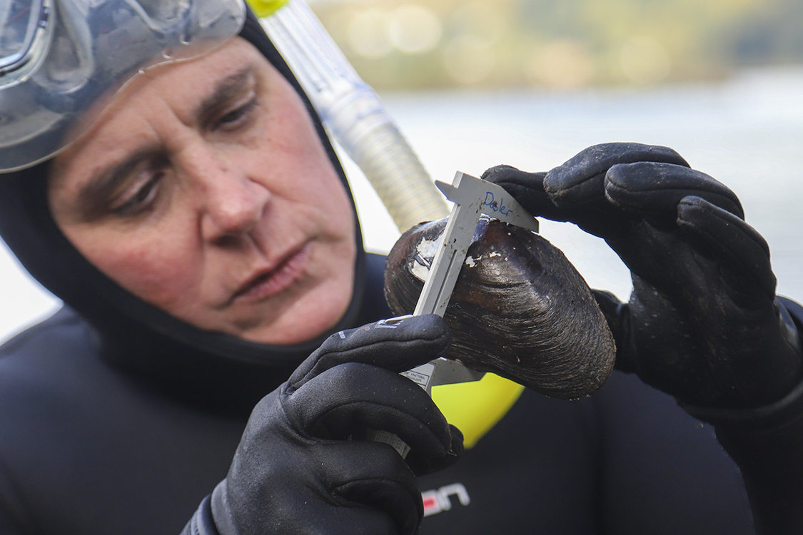 Woman in black wetsuit with snorkel and mask holds up freshwater mussel for measurement with calipers